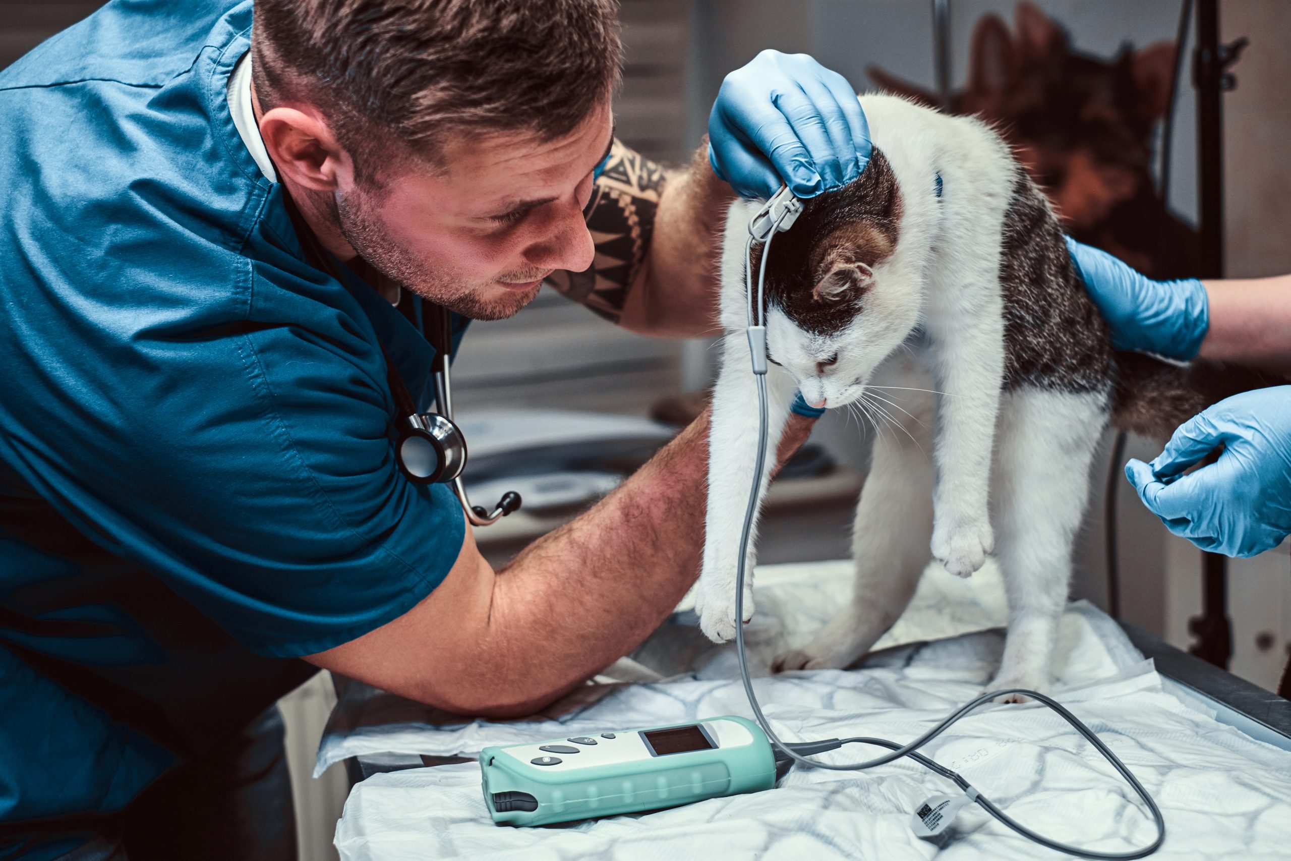 Un gato durante un examen veterinario