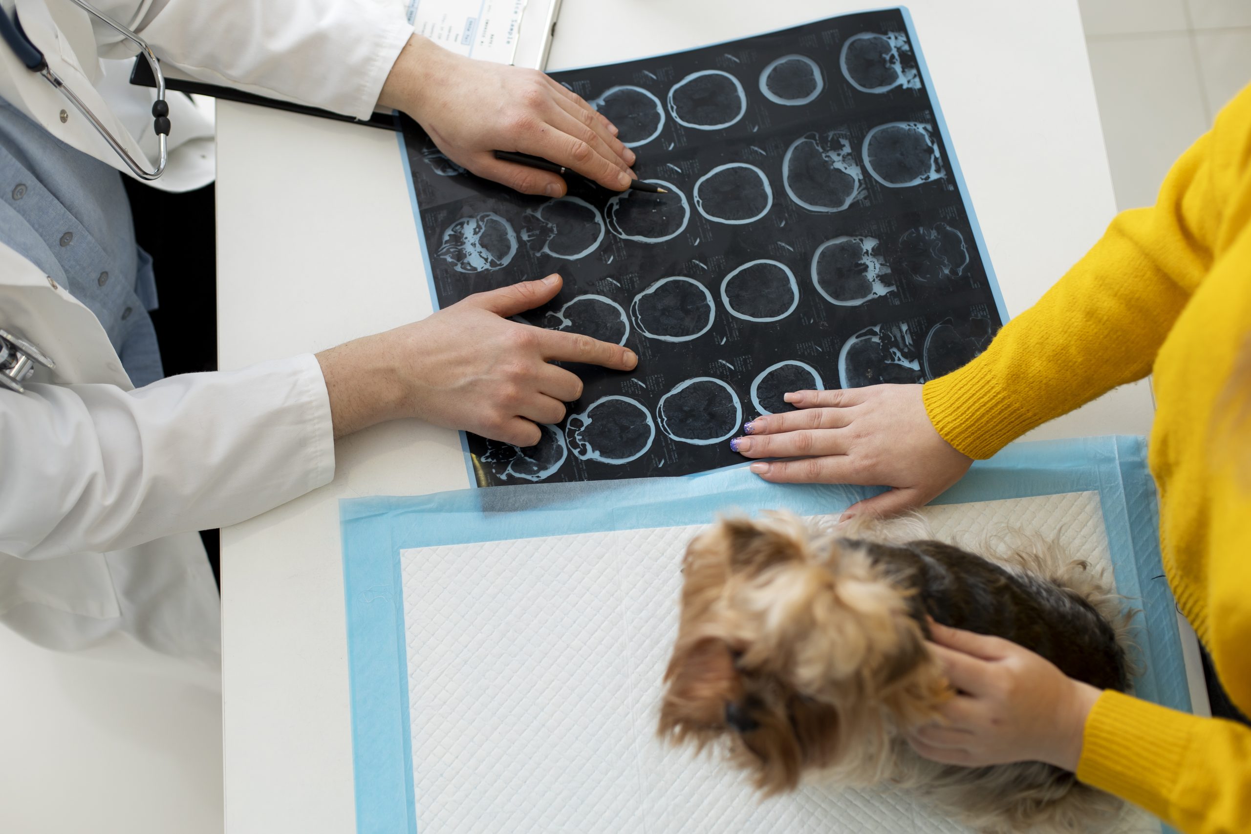 Un perro tranquilo durante una consulta veterinaria