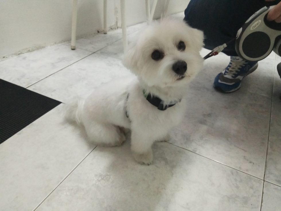 Obi, un perro bichón, tras la peluquería