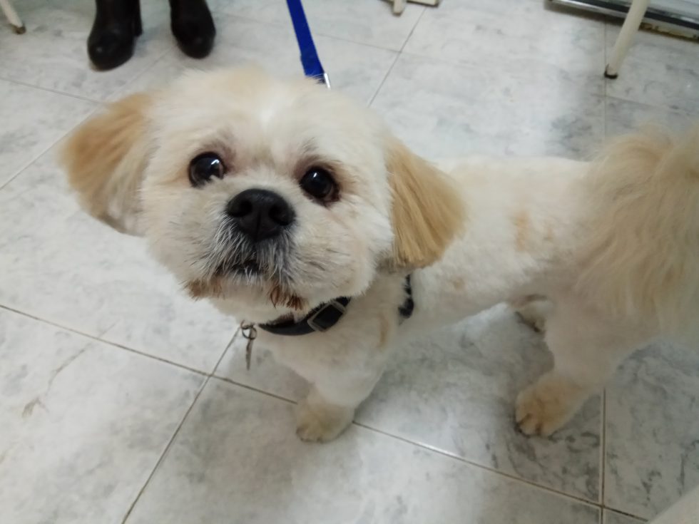 Laso, un perro lhasa apso, paciente de la clínica